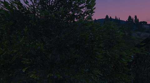 The Bushy Bushy Bush job image